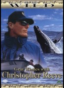 In The Wild: Grey Whales with Christopher Reeve