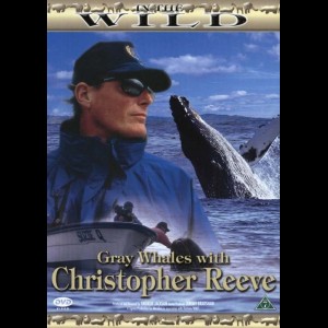 In The Wild: Grey Whales With Christopher Reeve